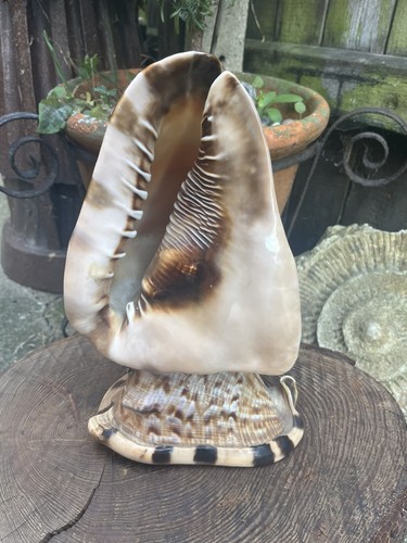 Vintage conch sea - conch, table